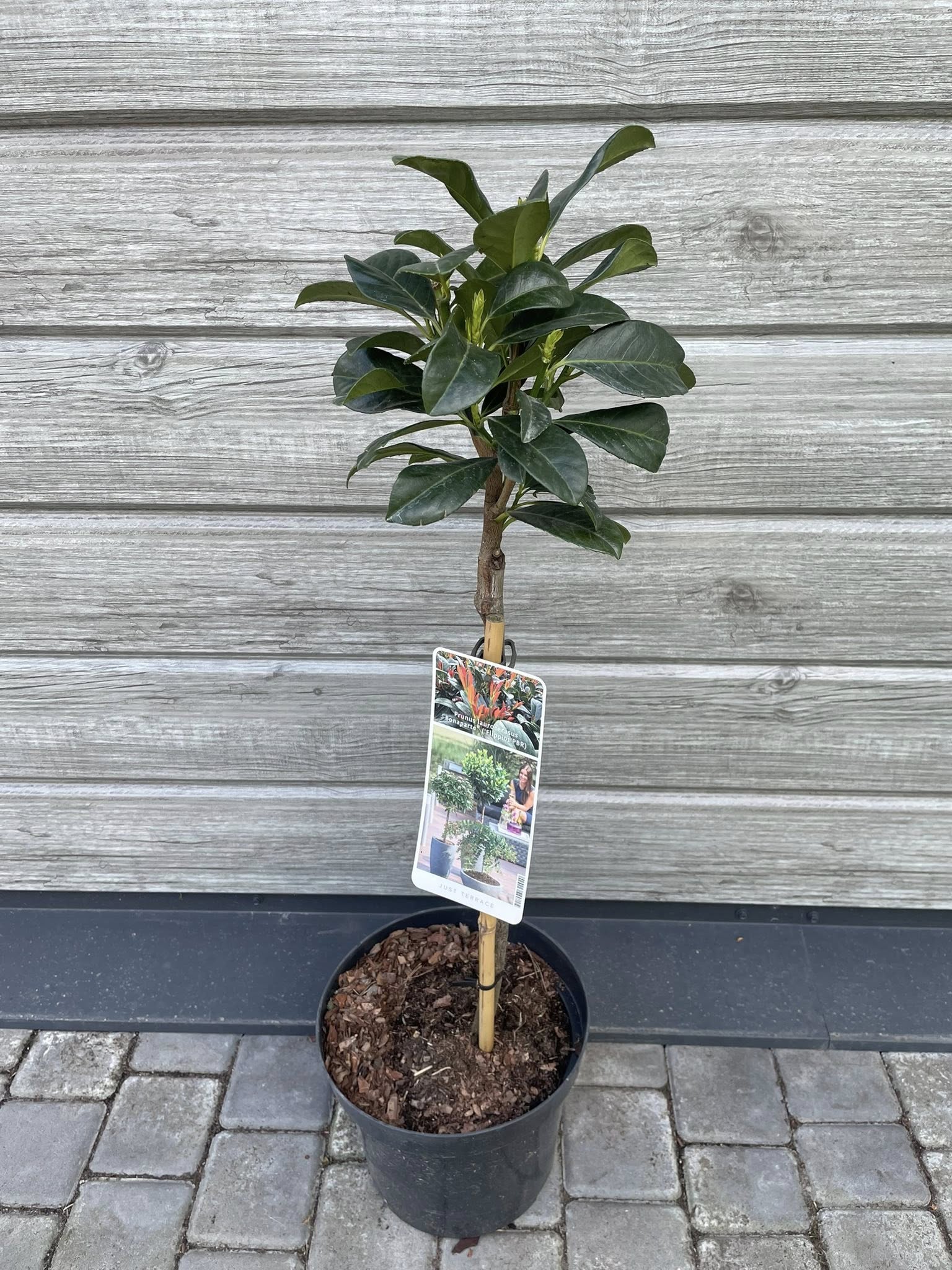Лавровишня 'Бонапарт' на штамбі (Prunus laurocerasus 'Bonaparte')