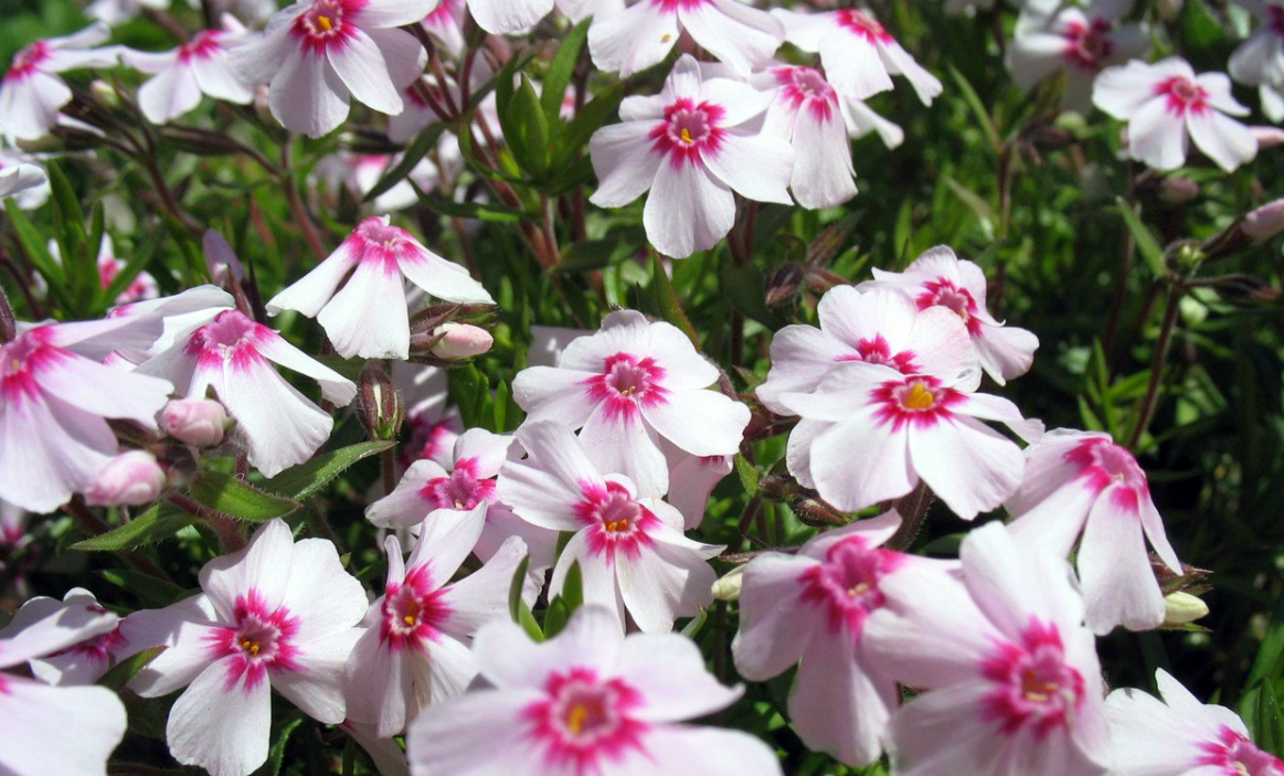 Флокс корал айс р9