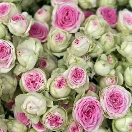 Джелато (Gelato)