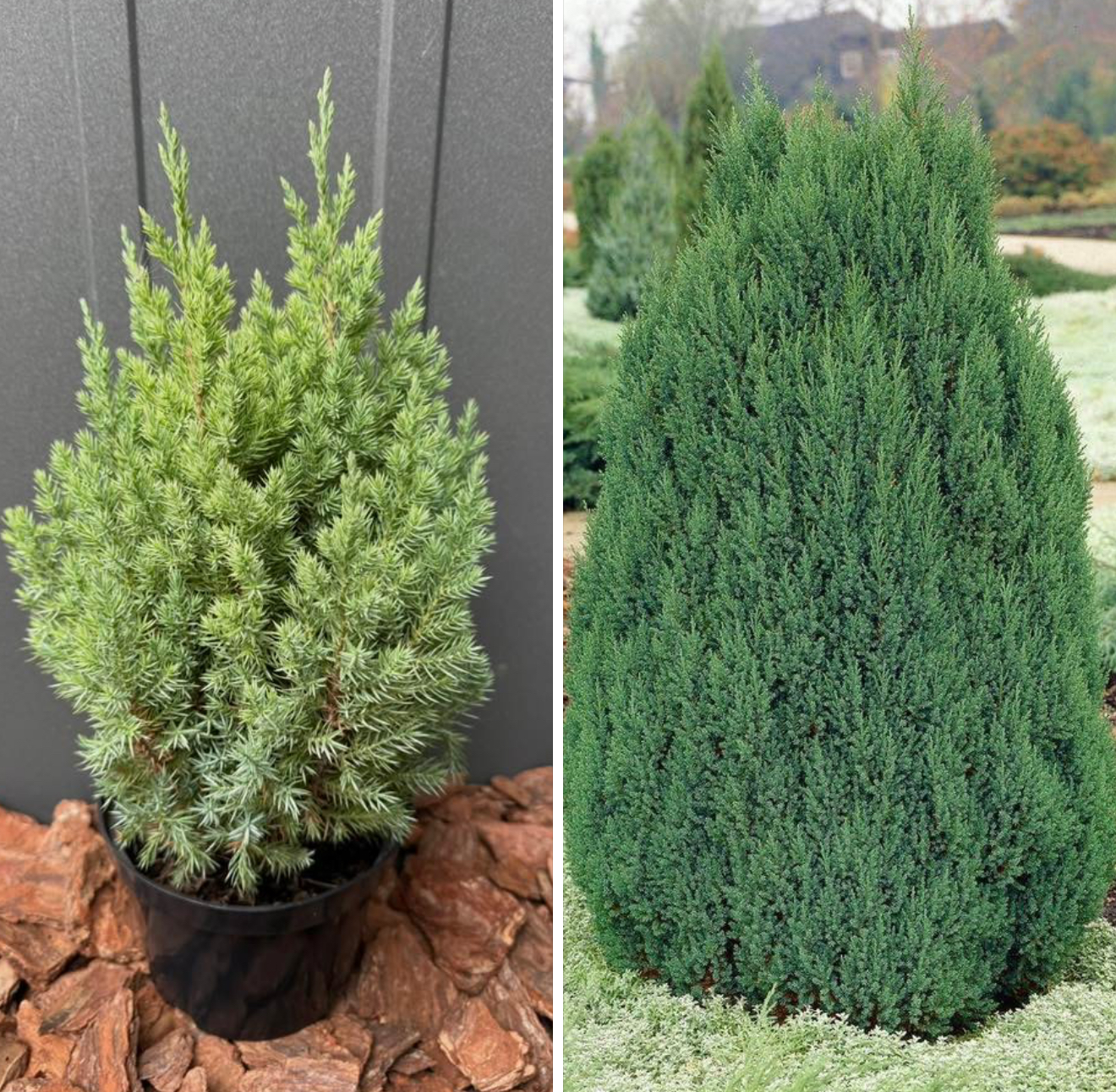 Ялівець стрікта