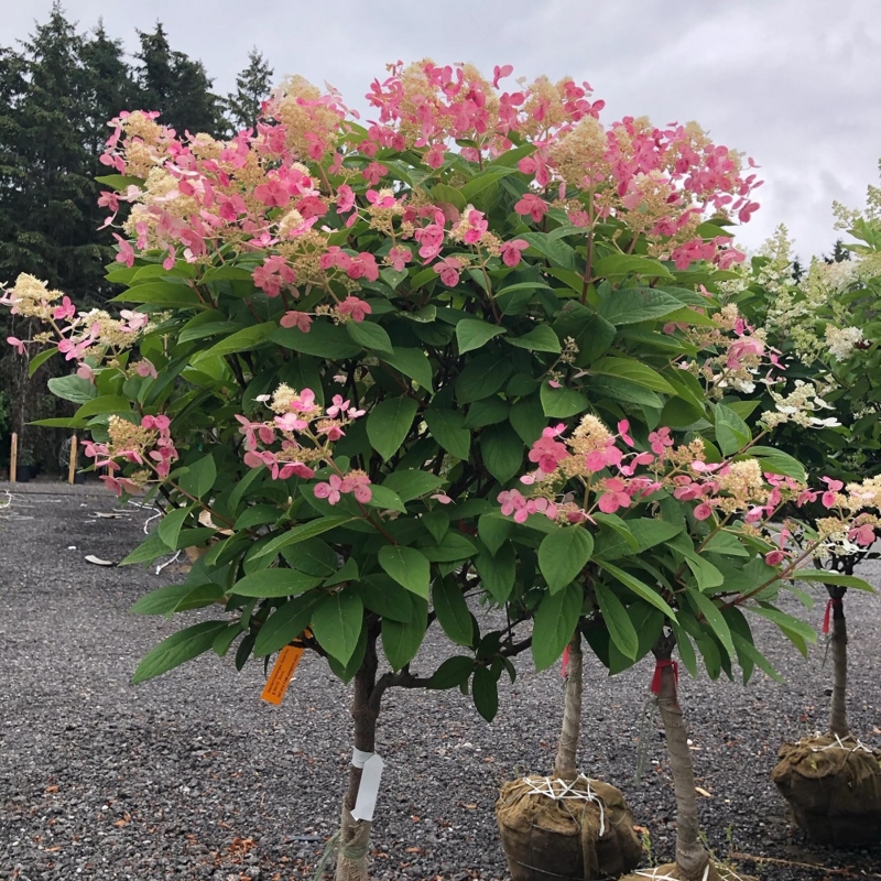 🌸 Гортензія Ерлі Сенсейшн (Hydrangea macrophylla 'Early Sensation')