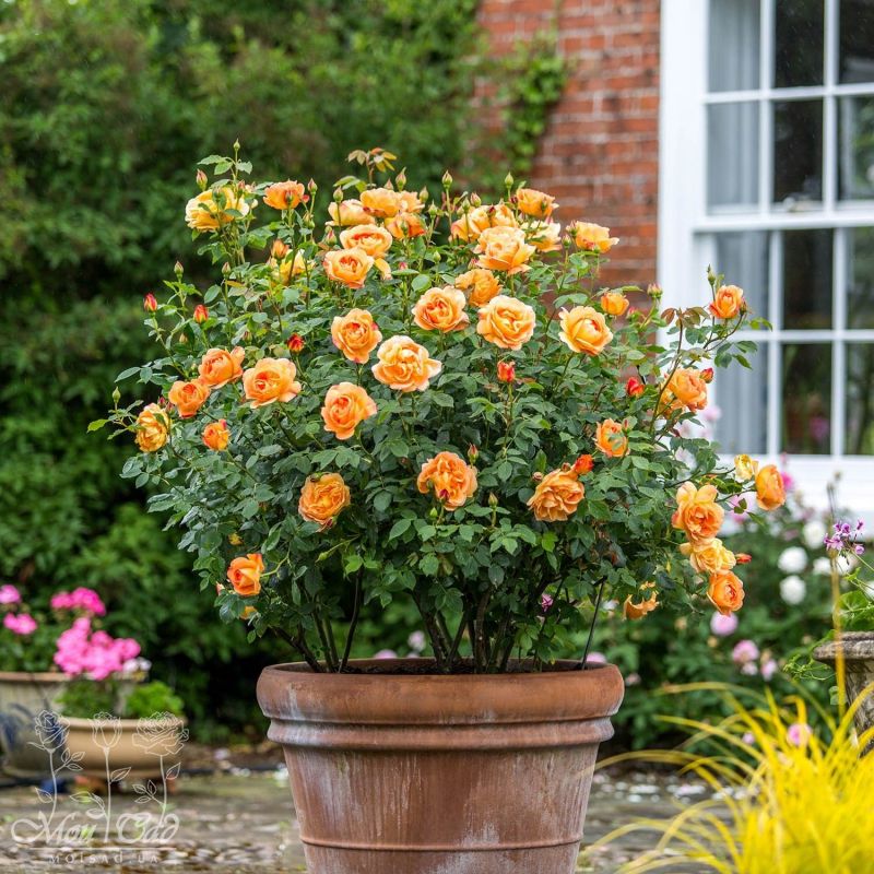 Леді оф Шалот — Lady of Shalott