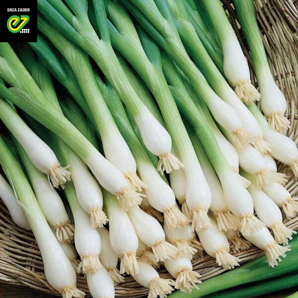 КАЙГАРО F1 / KAYGARO F1  Цибуля На Перо, Enza Zaden 50000 нас