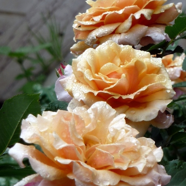 КАРАМЕЛЛА (Caramella)