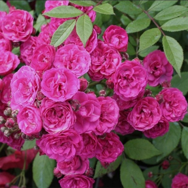 Дінкі — Dinky