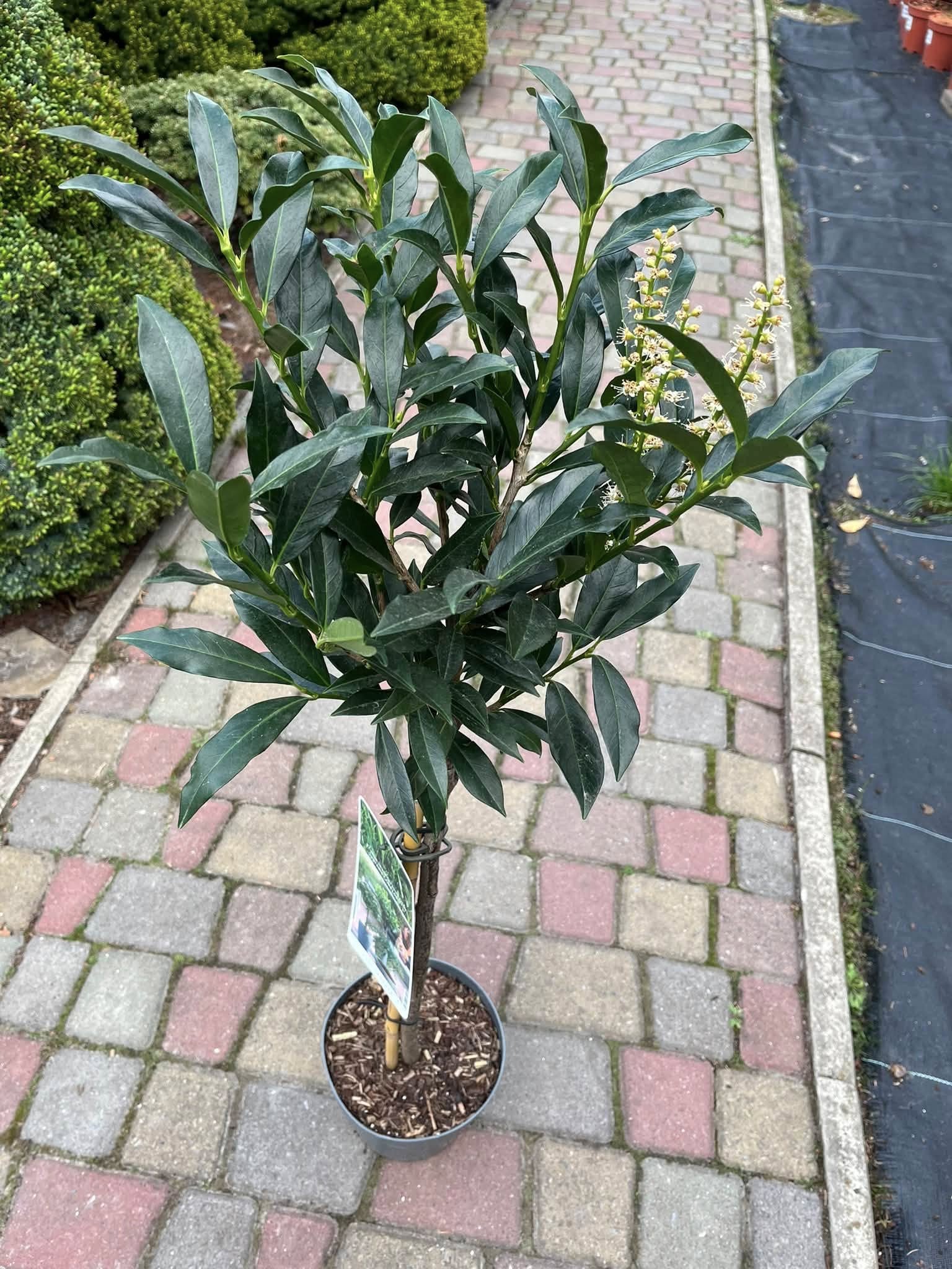 Лавровишня лікарська 'Отто Люкен' на штамбі (Laurocerasus officinalis 'Otto Luyken')