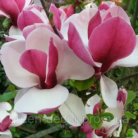 Магнолія Пікардс Рубі ( Magnolia Pickard Ruby ) / h 160