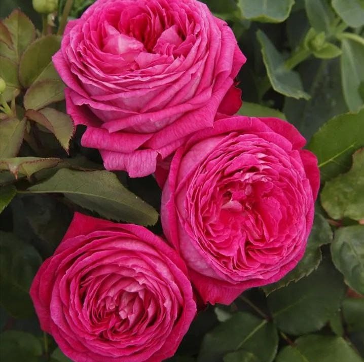 Фрайфрау Кароліна (Freifrau Caroline)