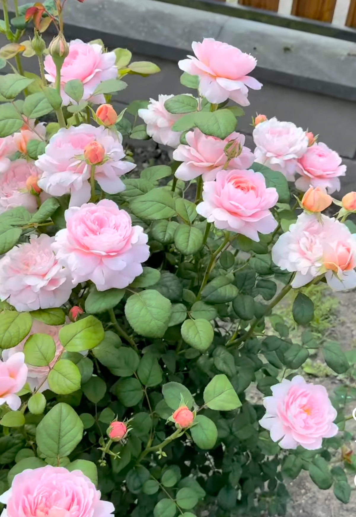 Троянда королева Швейцарії 2р  (ЗКС)