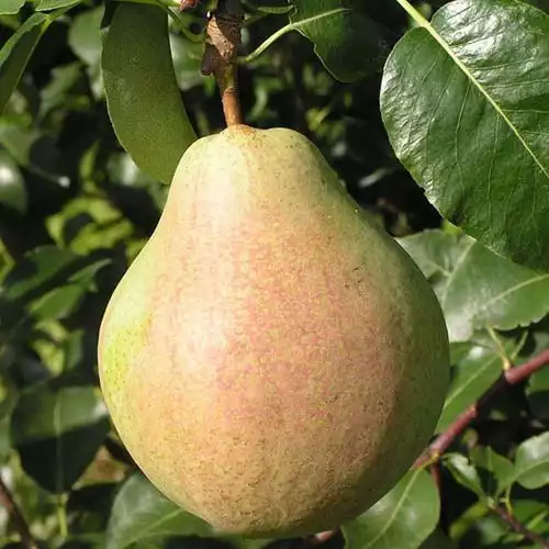 Груша Марія