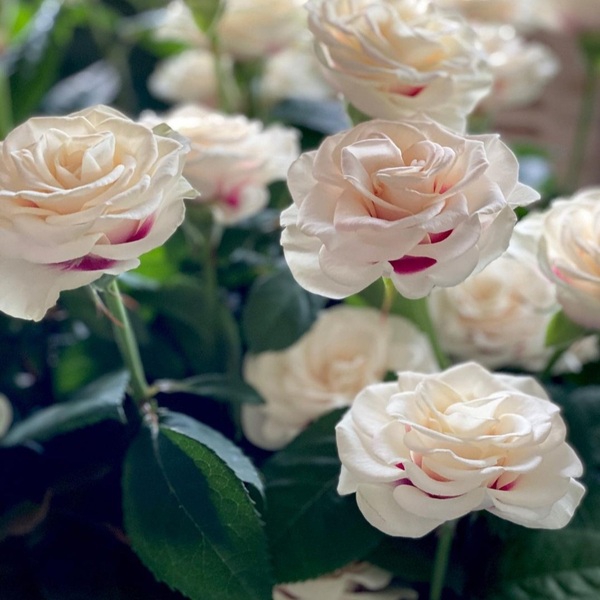 Брайдсайд (Сторона Нареченої) — Brideside