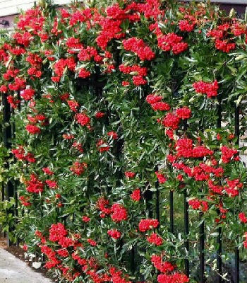 🌿 Піраканта "Kuntayi"