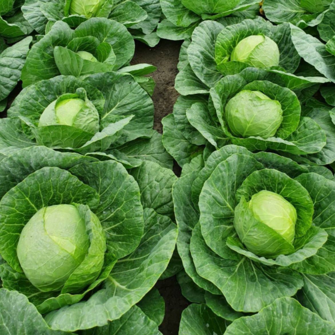 Капуста Еліза F1 (20 н)