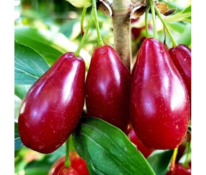 Кизил Володимирський