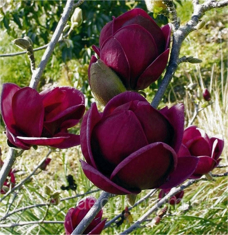 Магнолія 'Джені' (Magnolia 'Genie') 55-100 С3/P16