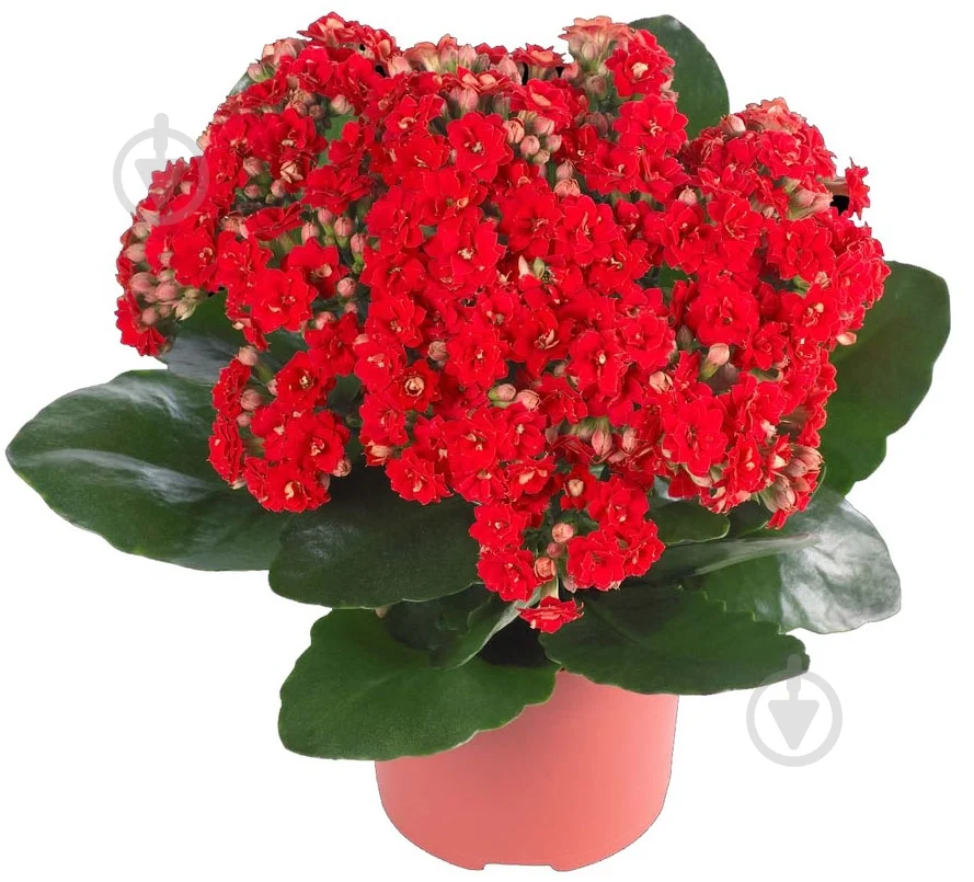 Каланхое червоного кольору (в горщику р.12)