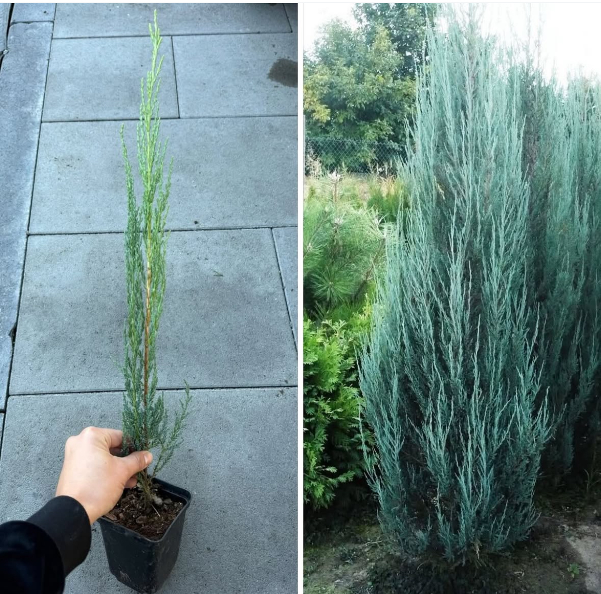 Ялівець скельний Blue Arrow 50-60 см