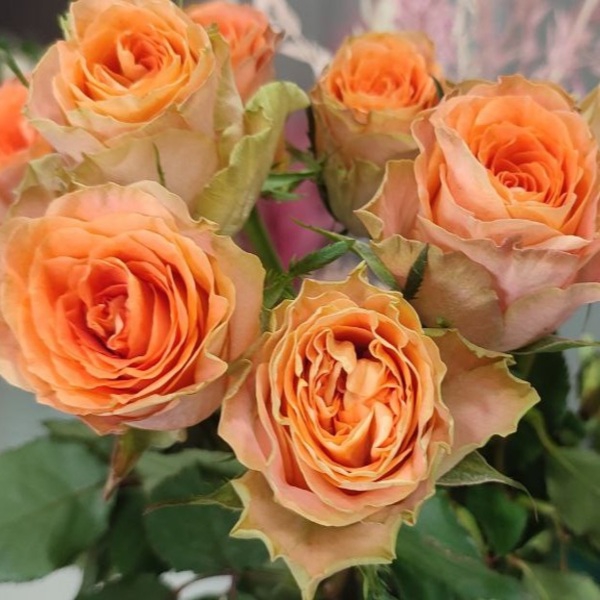 Флорентина — Florentina