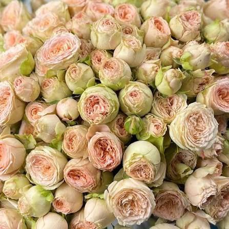 Павлова (Pavlova)