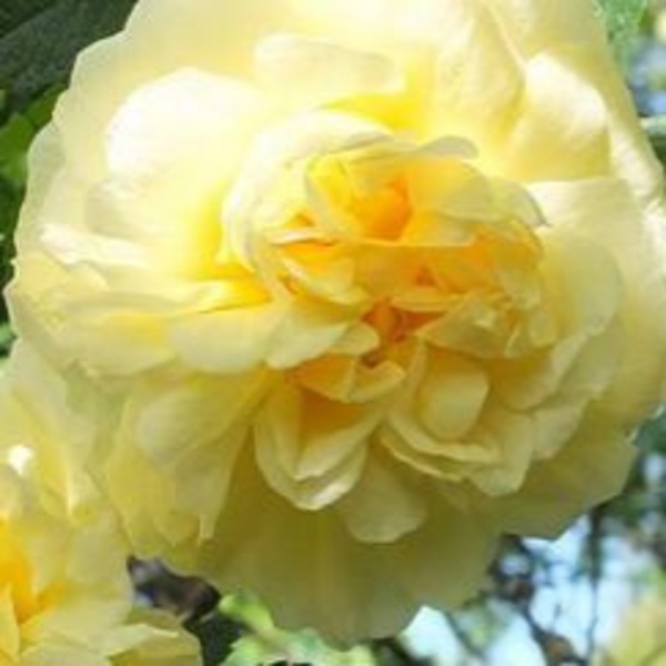 Агнес (ругоза) Agnes