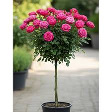 Троянда на штамбі Берлебург