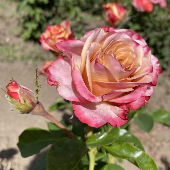 Мун Даст — MOON DUST