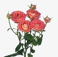 Тропікал Фоліс (Tropical Folies)