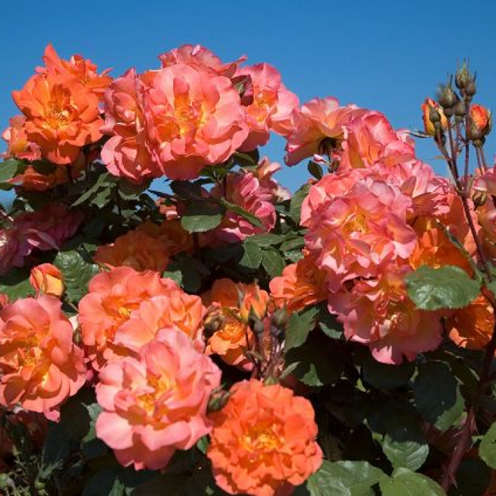 Троянда плетиста Аріель Домбазл