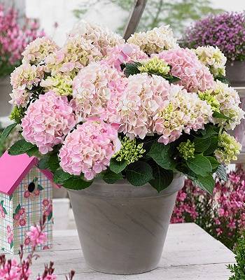 🌸 Гортензія великолистна Pretty Pink (Hydrangea macrophylla "Pretty Pink")