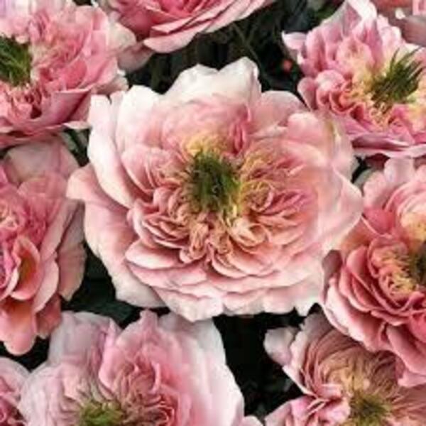 Мікото — Mikoto