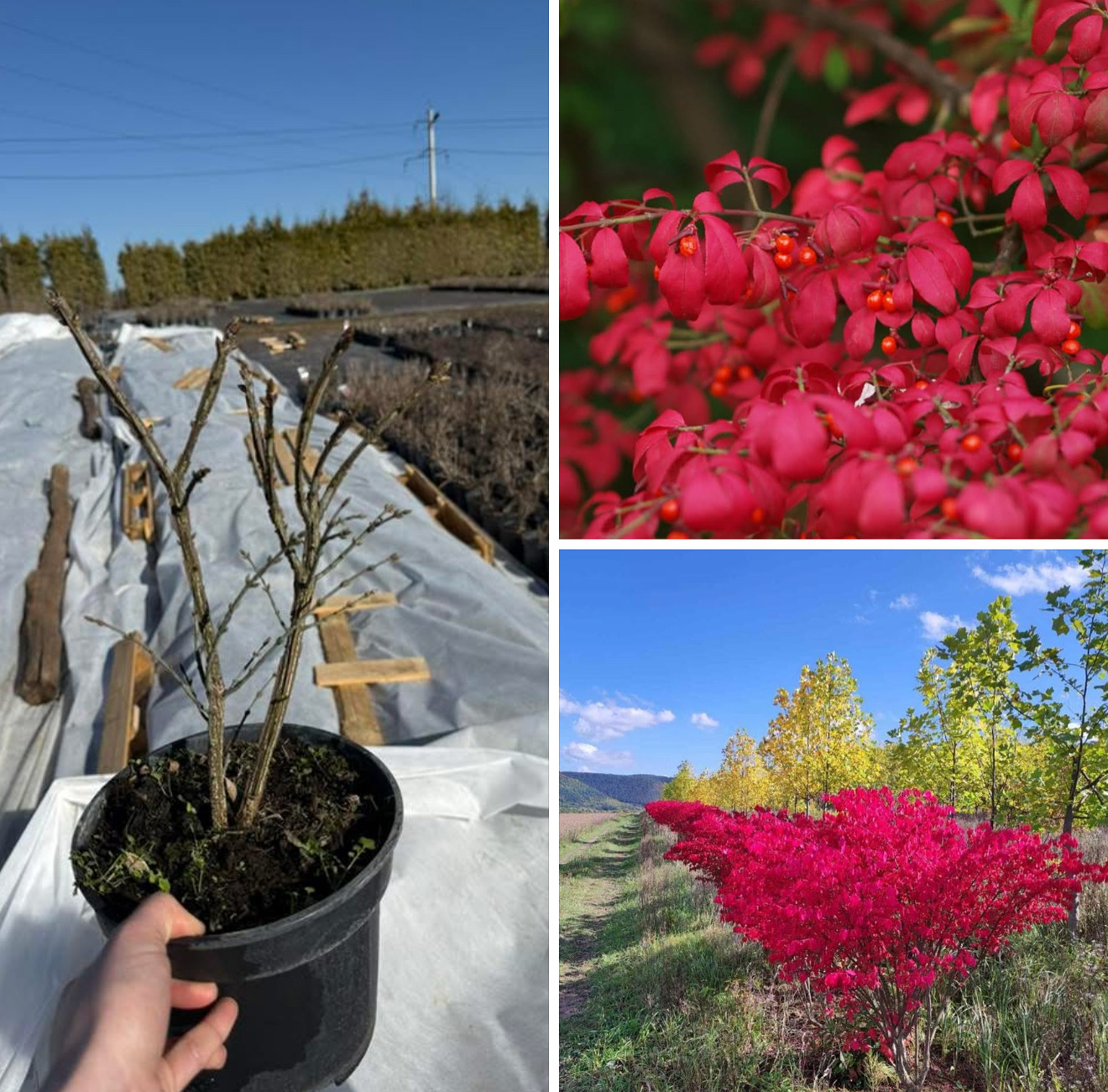 Бересклет крилатий 3 л