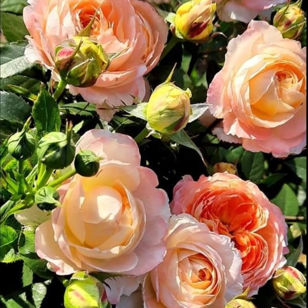 Принцеса Айко — Princess Aiko