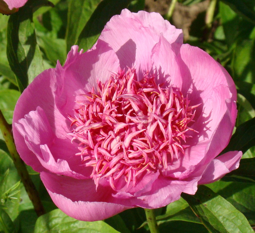 Raspberry Rose (Распбері Роуз)