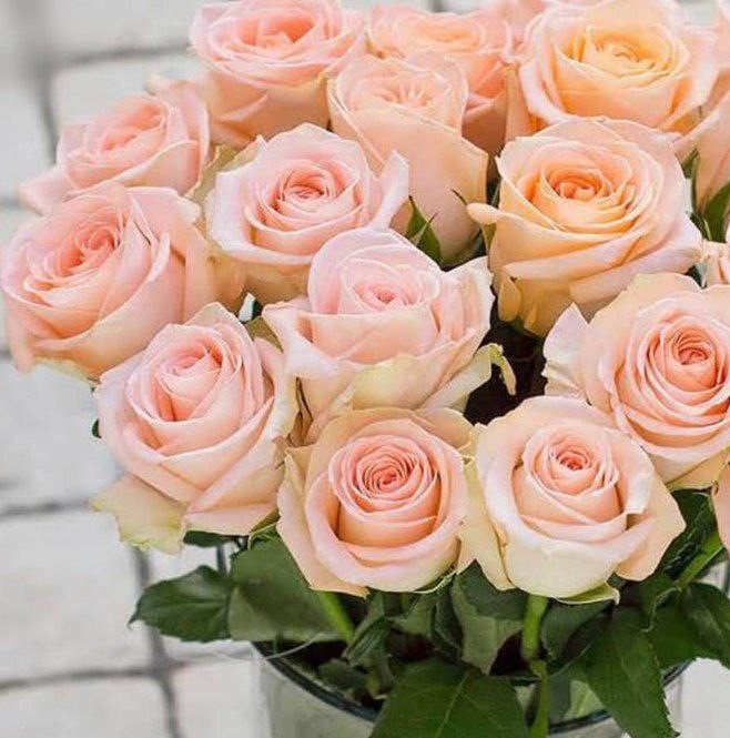 Тіффані (Tiffani)