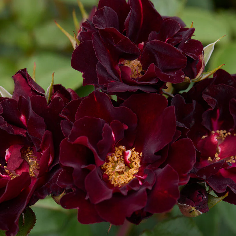 Претті Блек  - Pretty Black