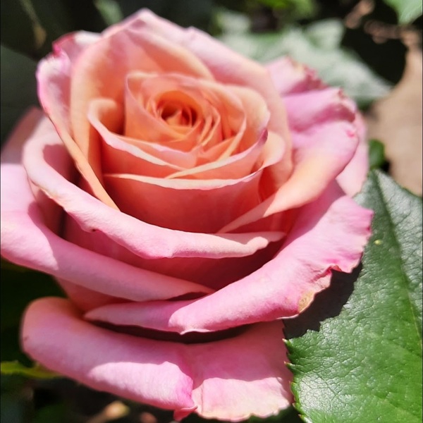 Меджик Сільвер — Magic Silver