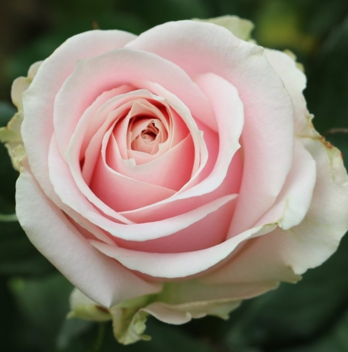 Троянда лореан 2р.(ЗКС)