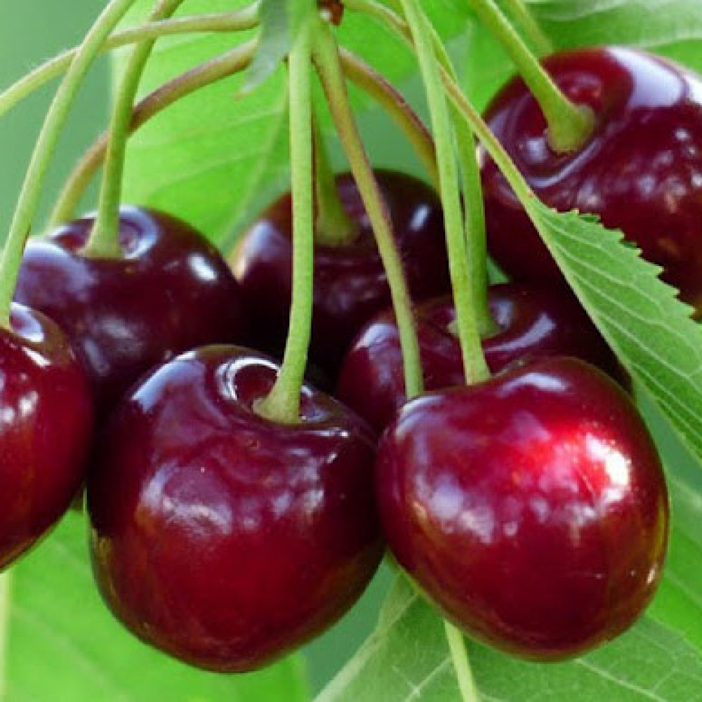 Черешня Крупноплідна
