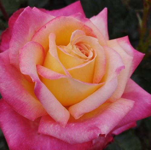 Східний Експрес (Pullman Orient Express)