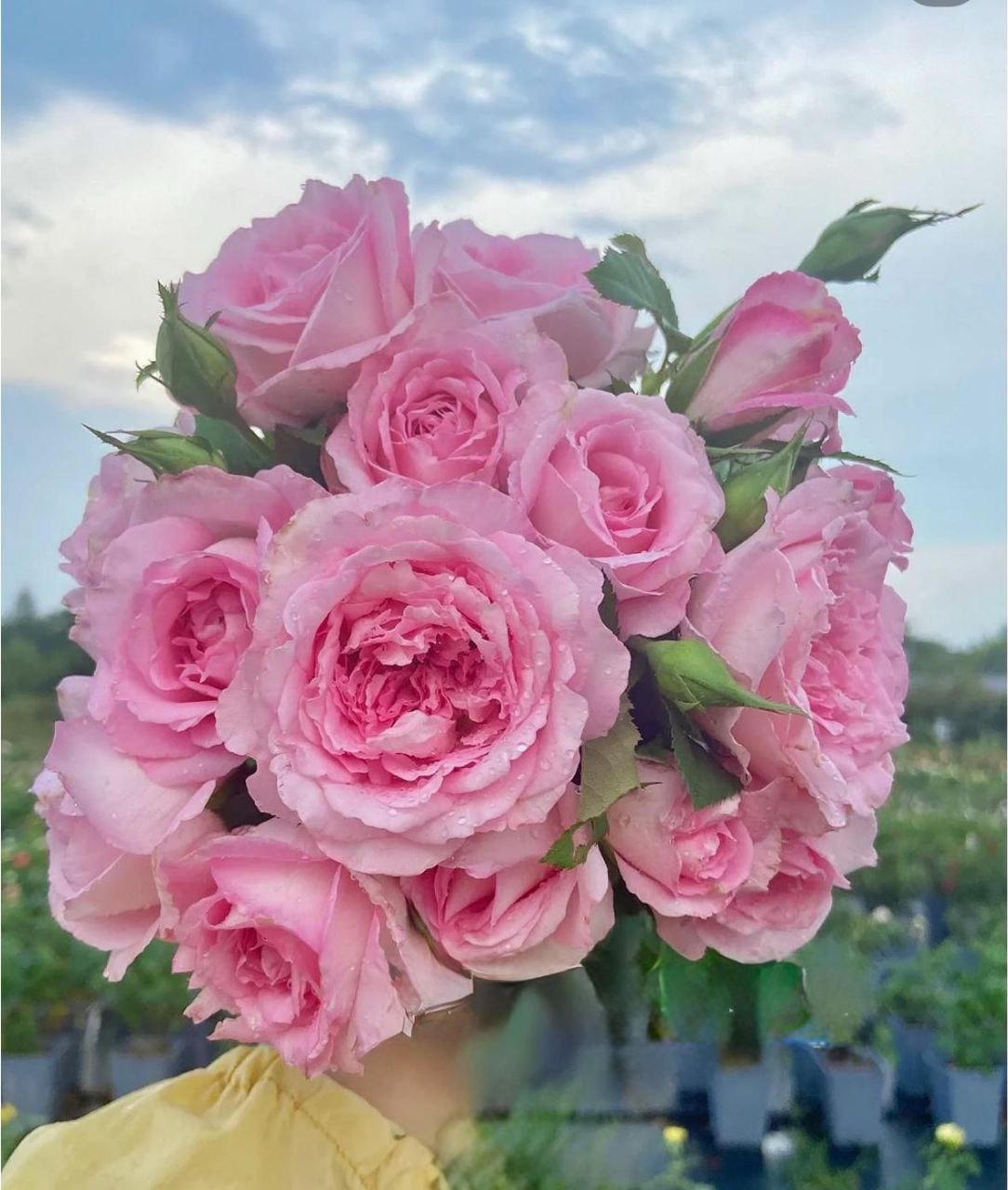 Ріен Роуз (Rien Rose)