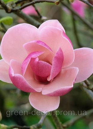 Магнолія 'Early Red' (Magnolia 'Early Red') — 100-130, C7,5