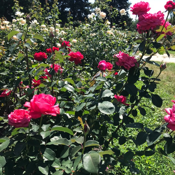 Акварель Rose Park — Akvarel Rose Park