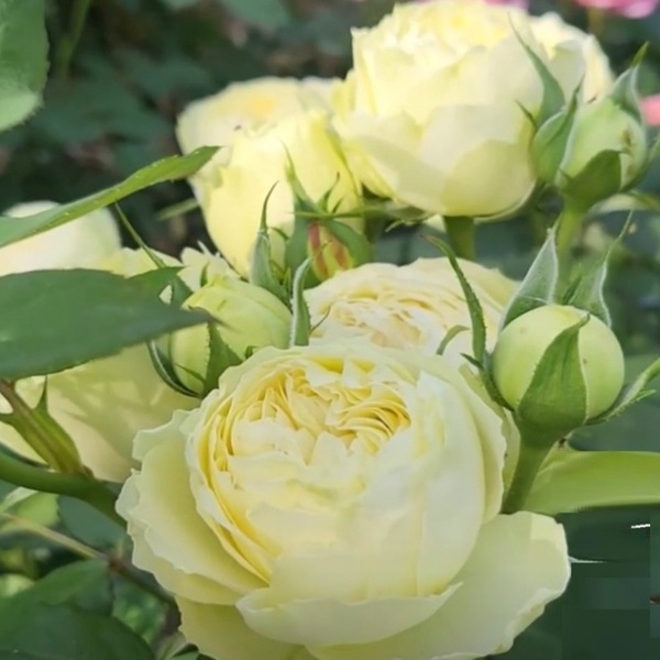 Лемон Піано — Lemon Piano