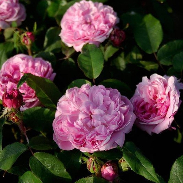 Жак Картьє (портландські) Jacques Cartier