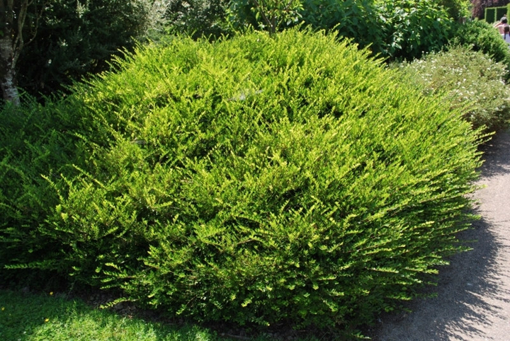 🌿 Жимолость шапочна (Lonicera caprifolium)