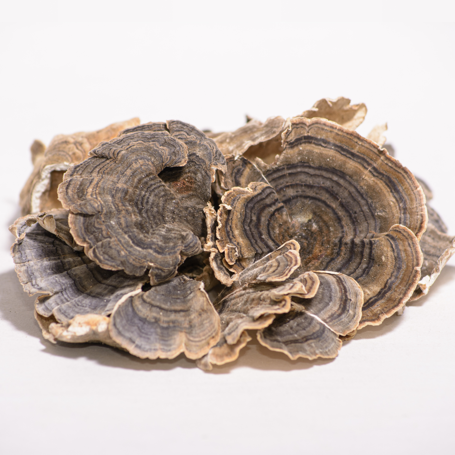 1t. Траметес різнобарвний, цілі плодові тіла ГУРТ | від 1 кг