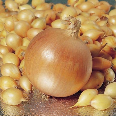 Цибуля Стур БС