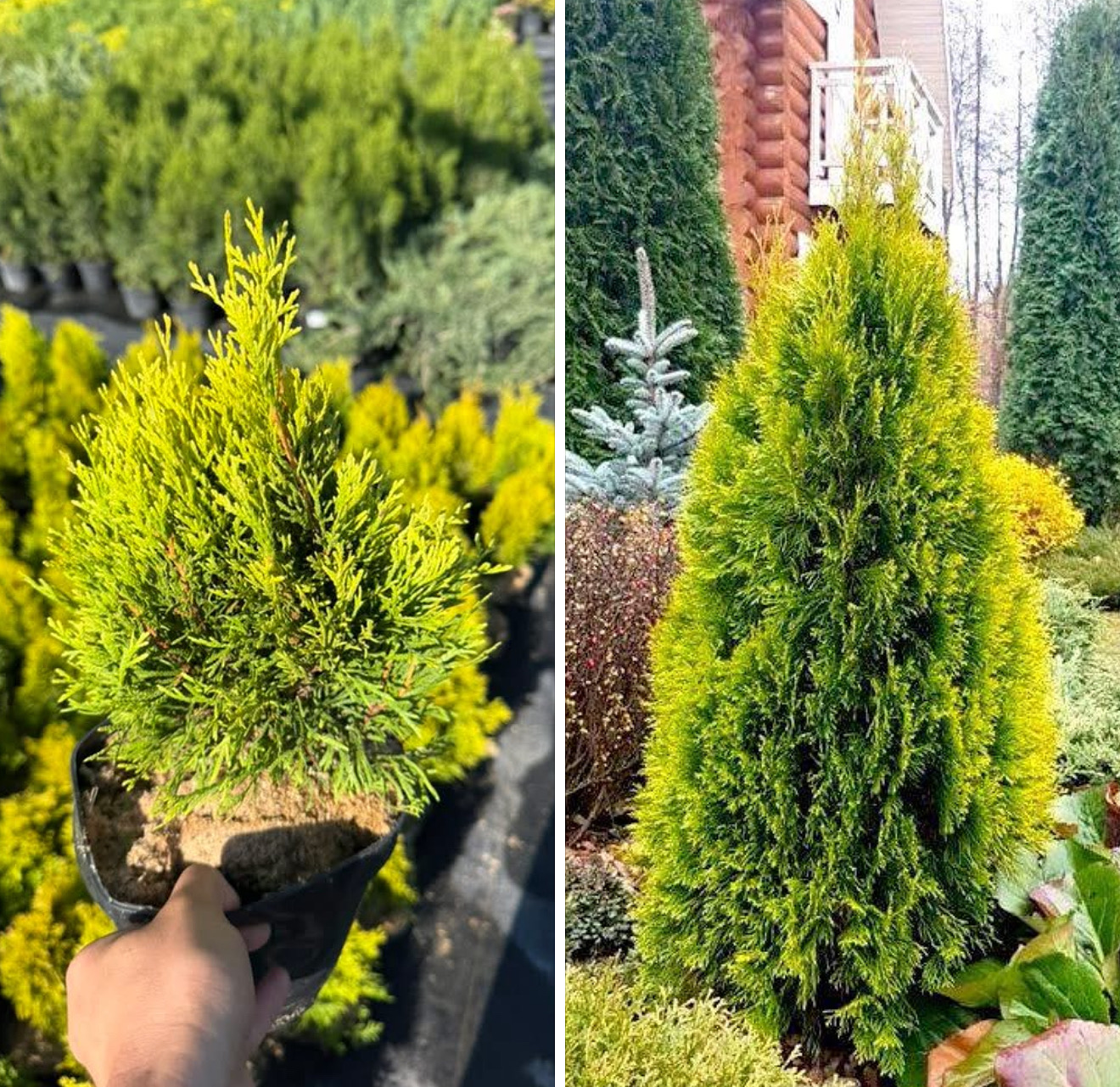 Туя голден смарагд