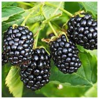 Ожина Полар