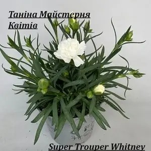 Гвоздика багаторічна Super Trouper Whitney (касетна розсада)